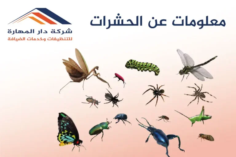 معلومات عن الحشرات