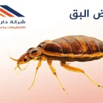 ما هوا بيض البق؟