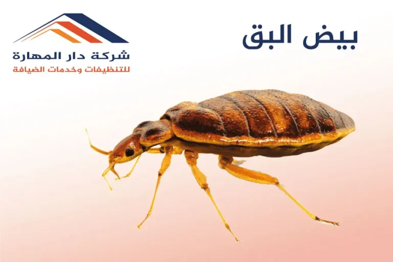 ما هوا بيض البق؟
