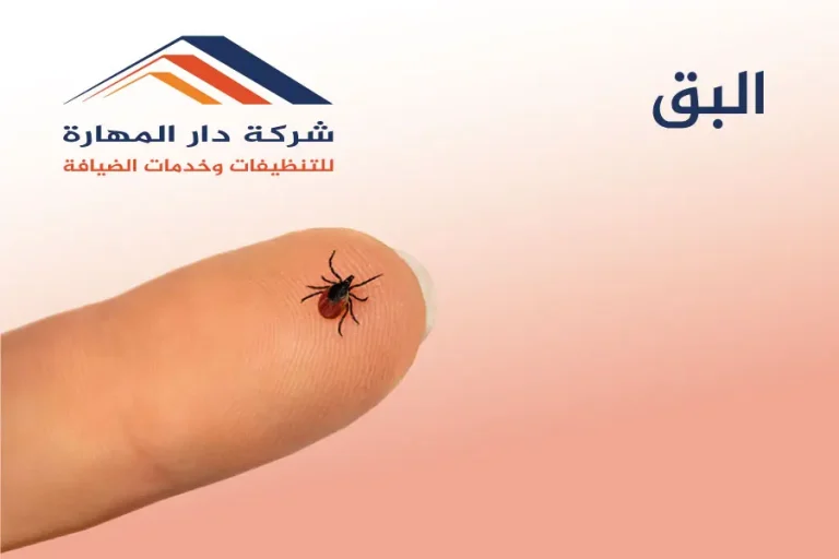 البق