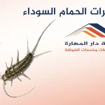 حشرات الحمام السوداء