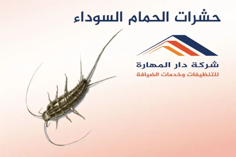 حشرات الحمام السوداء
