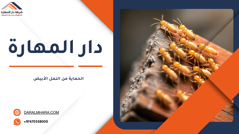 خطوات مكافحة النمل الأبيض بعد الفحص في قطر