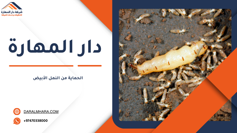 مكافحة النمل الأبيض في قطر مع ضمان 5 سنوات من دار المهارة